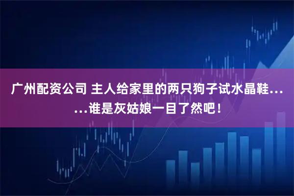广州配资公司 主人给家里的两只狗子试水晶鞋……谁是灰姑娘一目了然吧！